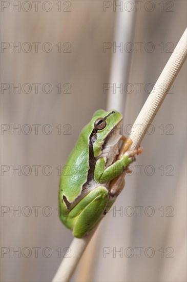 European Tree Frog (Hyla arborea) on a reed