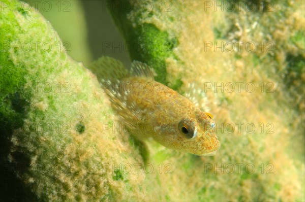 Stone Sculpin (Paracottus knerii)