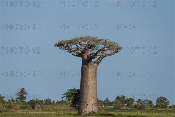 Avenue of the Baobabs