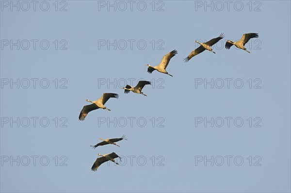 Cranes (Grus grus) in flight
