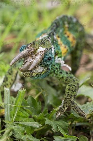 Jackson's Chameleon (Trioceros jacksonii)