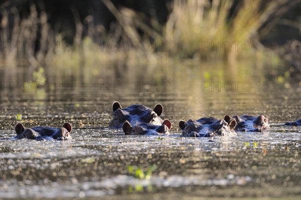 Hippopotamus (Hippopotamus amphibicus) group in water