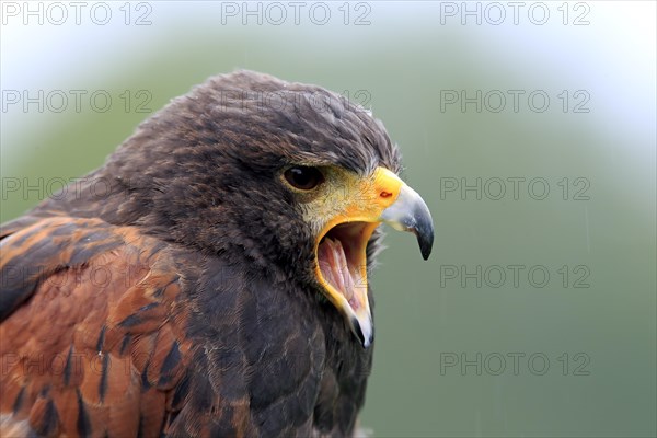 Harris's Hawk (Parabuteo unicinctus)