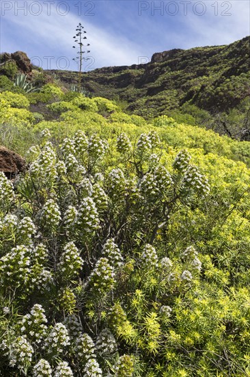 Mountainside with typical flowering shrubs