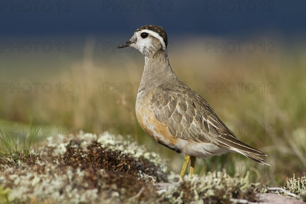 Eurasian Dotterel (Charadrius morinellus) in the fell