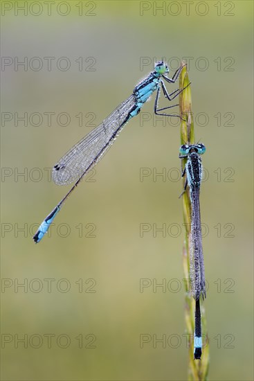 Blue-tailed Damselfly (Ischnura elegans)