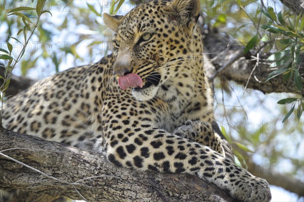 Leopard (Panthera pardus)