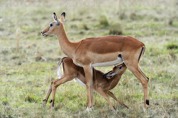 Impalas (Aepyceros melampus)