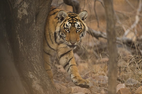 Sub-adult Bengal or Indian tiger (Panthera tigris tigris) peeping from behind a tree trunk in the golden evening light in Ranthambhore national park
