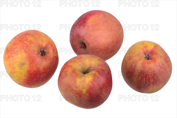 Apple variety Red Boskoop
