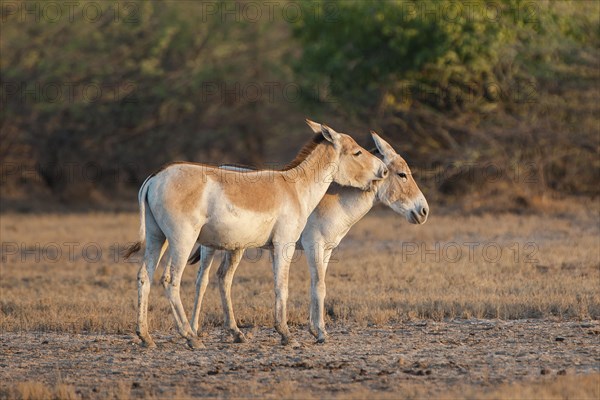 Onagers or Asiatic wild aasses (Equus hemionus)