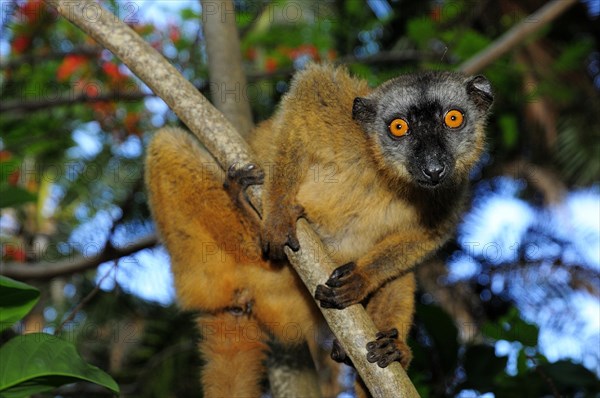 Common brown lemur (Eulemur fulvus mayottensis)