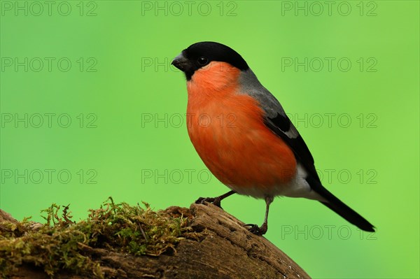 Eurasian bullfinch or (Pyrrhula pyrrhula)