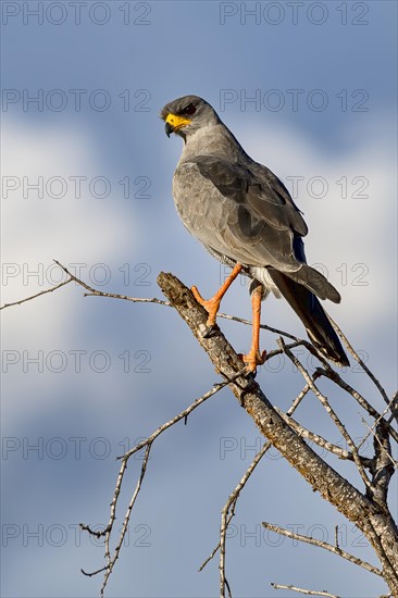 Eastern Chanting Goshawk (Melierax poliopterus)