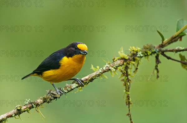 Euphonia violacea (Euphonia violacea)