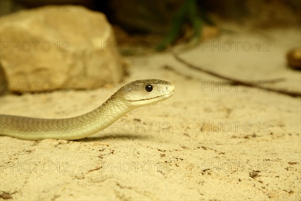 Black mamba (Dendroaspis polylepis)