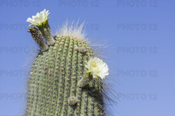 A flowering Cardon cactus (Echinopsis atacamensis)