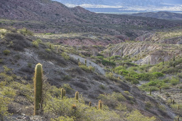 Plateau with Echinopsis atacamensis cacti