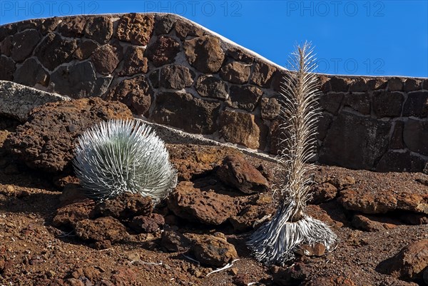 Silversword (Argyroxiphium sandwicense) plants growing in the Haleakala crater