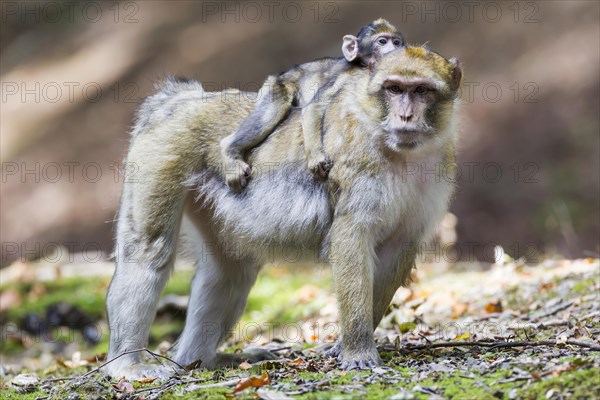 Barbary Macaque (Macaca sylvanus) adult female with young