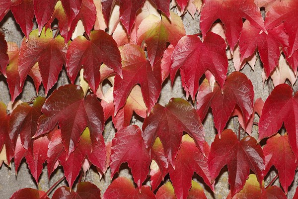 Japanese Creeper (Parthenocissus tricuspidata)