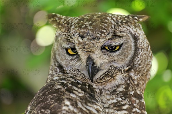 Spotted Eagle-owl (Bubo africanus)