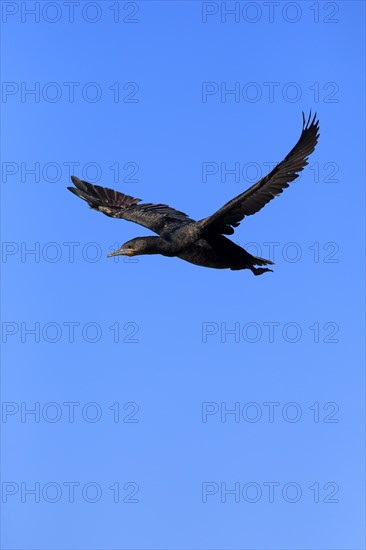 Cape Cormorant or Cape Shag (Phalacrocorax capensis)