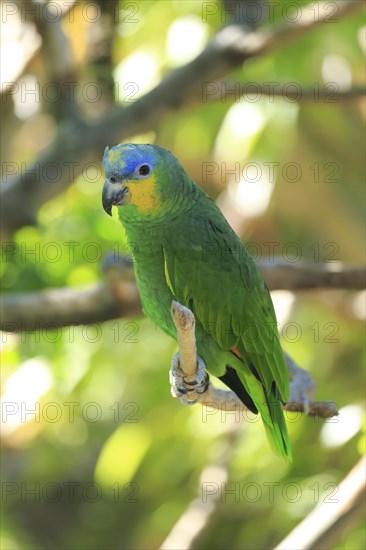 Orange-winged Amazon (Amazona amazonica)