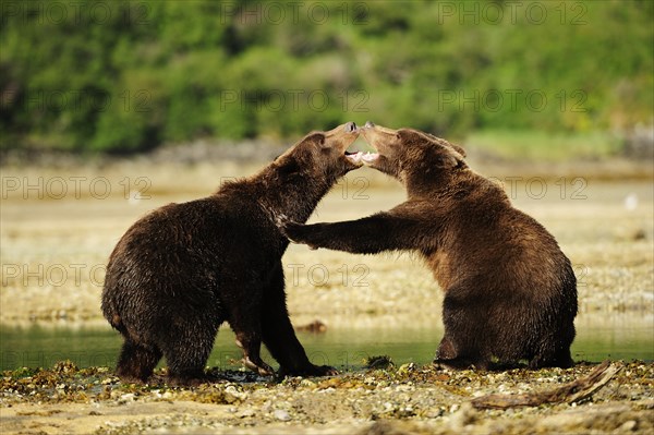 Two Brown Bears (Ursus arctos) play-fighting with each other