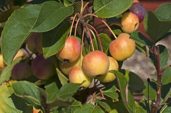 Ornamental Apple 'Golden Hornet' (Malus sp.)