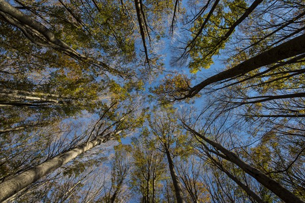 Autumn foliage of holm oaks from below