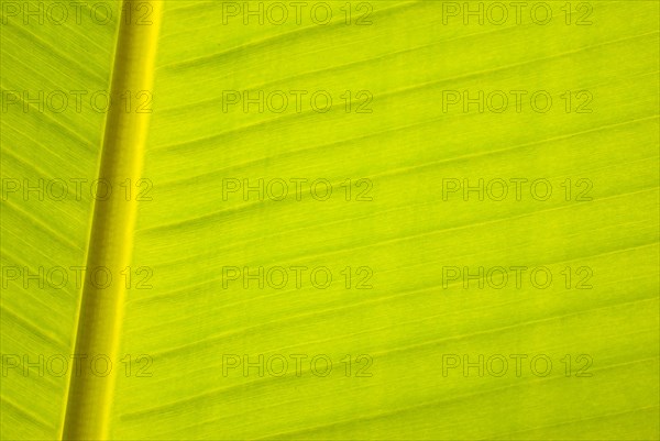 Banana leaf