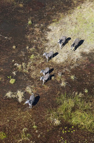 Burchell's Zebras (Equus quagga burchelli)