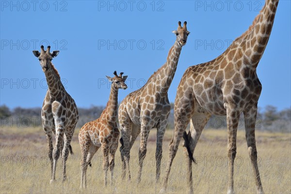 Giraffes (Giraffa camelopardalis)