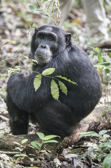 Eastern Chimpanzee (Pan troglodytes schweinfurthii)