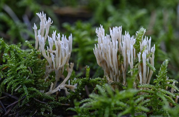 White Coral Fungus or Crested Coral Fungus (Clavulina coralloides)