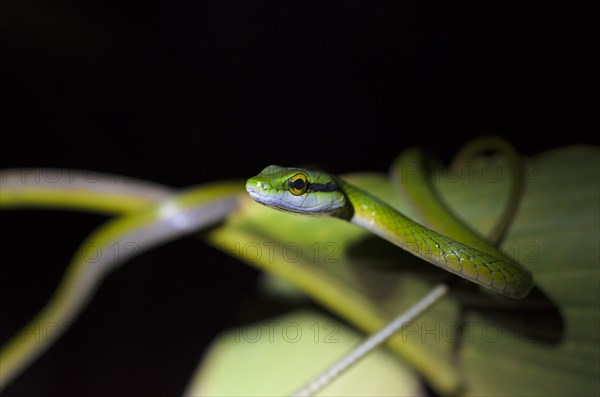 Lora or Parrot Snake (Leptophis ahaetulla)