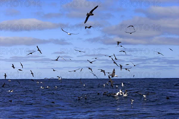 Black-browed albatrosses (Thalassarche melanophrys) and white chin petrels (Procellaria aequinoctialis)