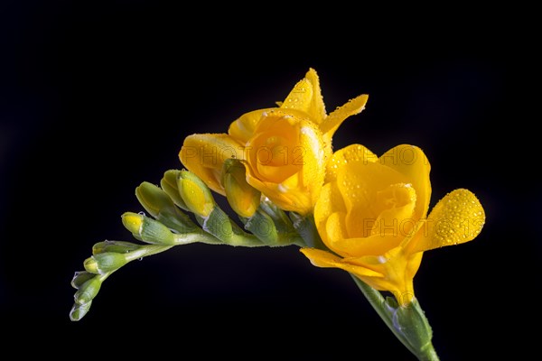 Yellow Freesia (Freesia) with water drops