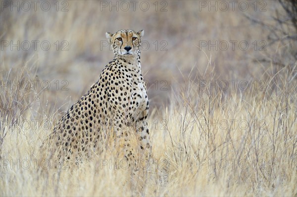 Cheetah (Acinonyx jubatus)