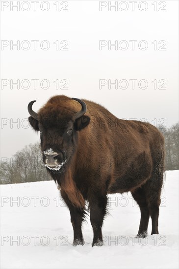 Bison (Bison bonasus) in the snow