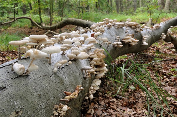 Porcelain fungus (Oudemansiella mucida) on beech deadwood (Fagus sylvatica) in Darsser Forest