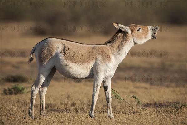 Onager or Asiatic wild ass (Equus hemionus)