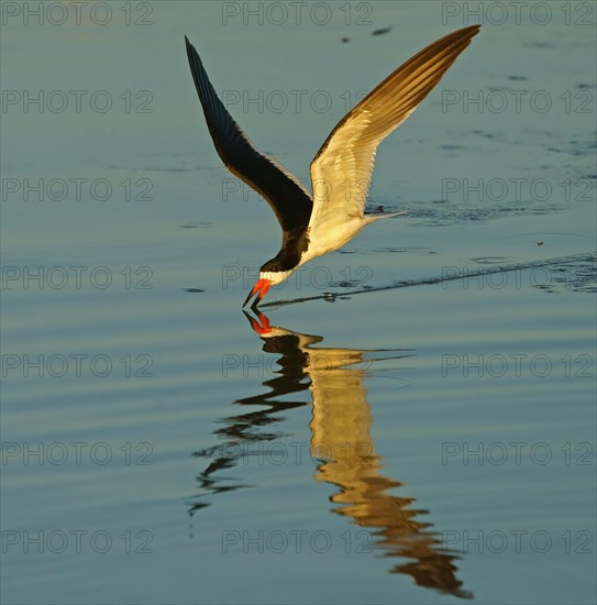 Black Skimmer (Rynchops niger) in flight fishing