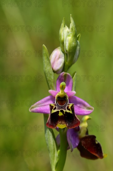 Late spider-orchid (Ophrys holoserica) wild orchid