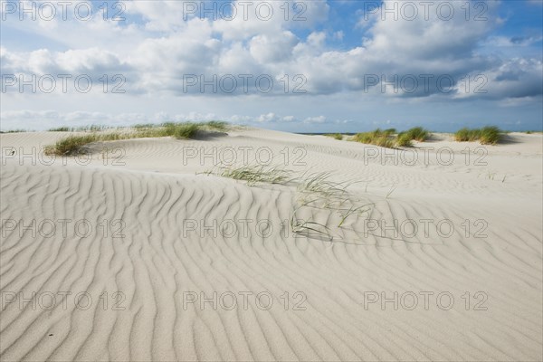 Dune landscape