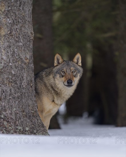 Gray wolf (Canis lupus)