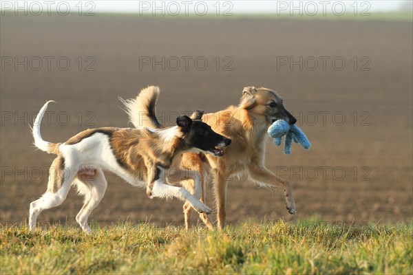 Silken Windsprite dogs