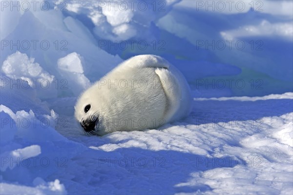 Harp Seal or Saddleback Seal (Pagophilus groenlandicus