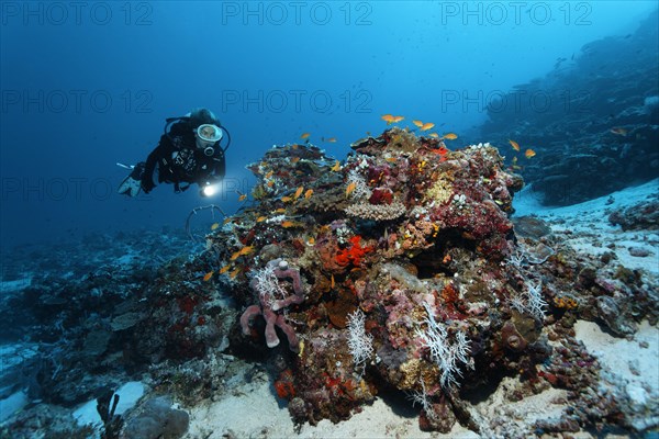 Diver looking at coral block with different corals and sponges